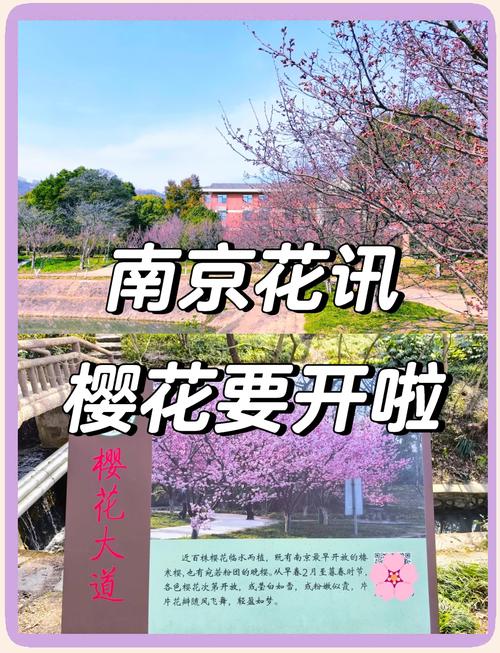 南京樱花大道在哪里,南京樱花大道什么时候开花