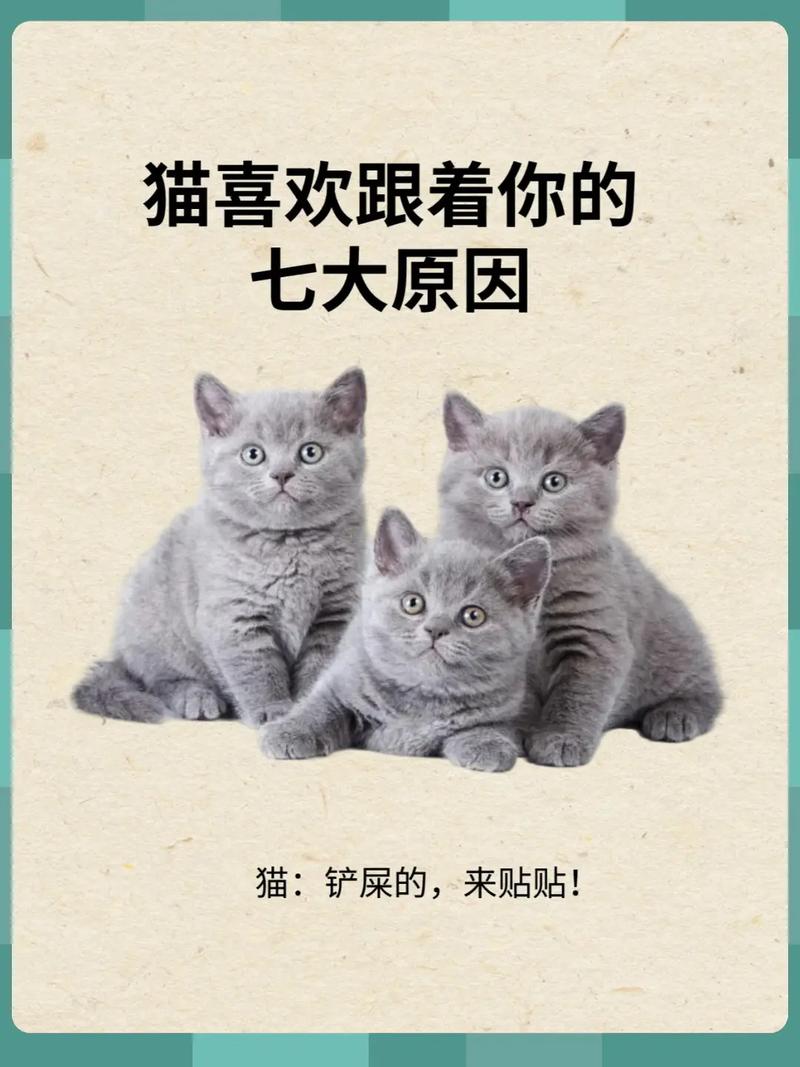如果不想养猫咪可以送去哪儿,不想养猫猫了应该要送到哪里去?