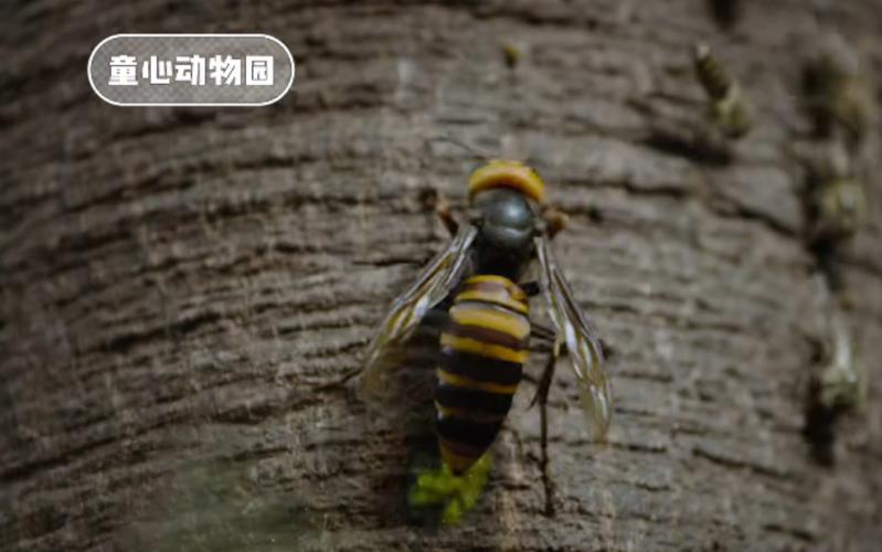 黄蜂一队大认同的动物,黄蜂一队大认同打一数字