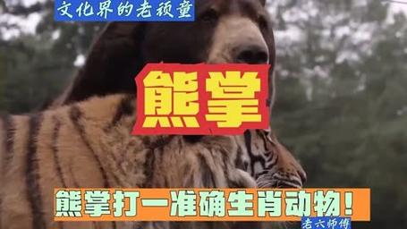 “偶遇”打一准确动物生肖
