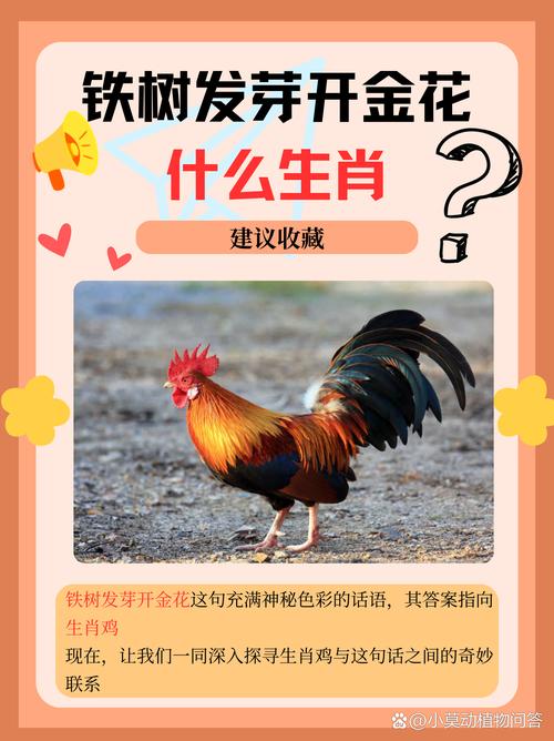 熊打一生肖,熊打一个生肖最佳答案