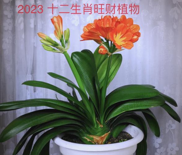 “家中盆栽花草香绿化适逢二月天”打一准确动物生肖