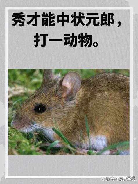 “穿金戴银”打一动物生肖
