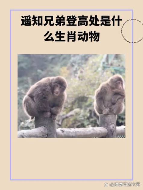 书后欲题三百颗打一生肖,书后欲题三百颗是什么动物