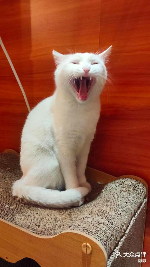 哈皮猫,哈皮猫真实的样子